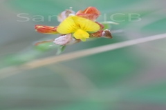 Crotalaria laevigata